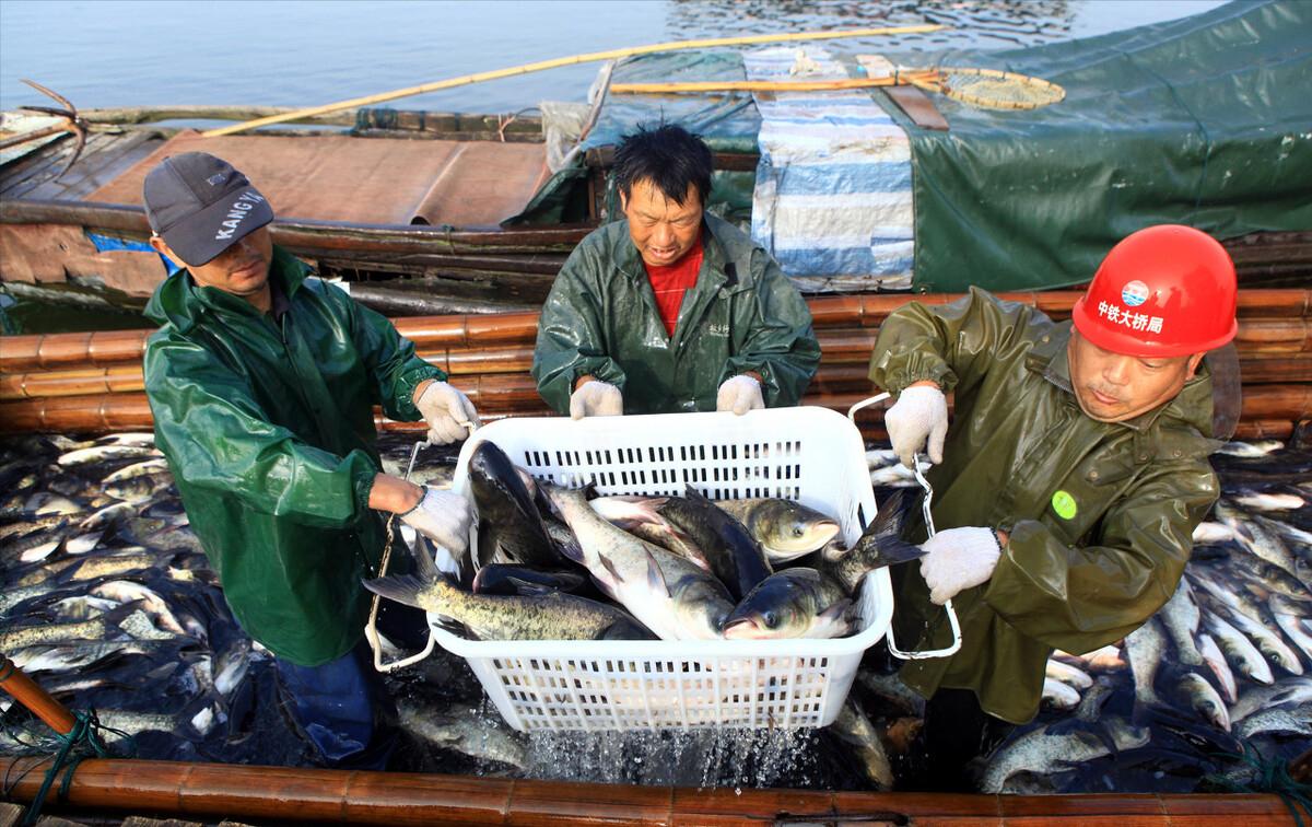 长江出现神秘物种“鳤”,长江禁渔出现新物种