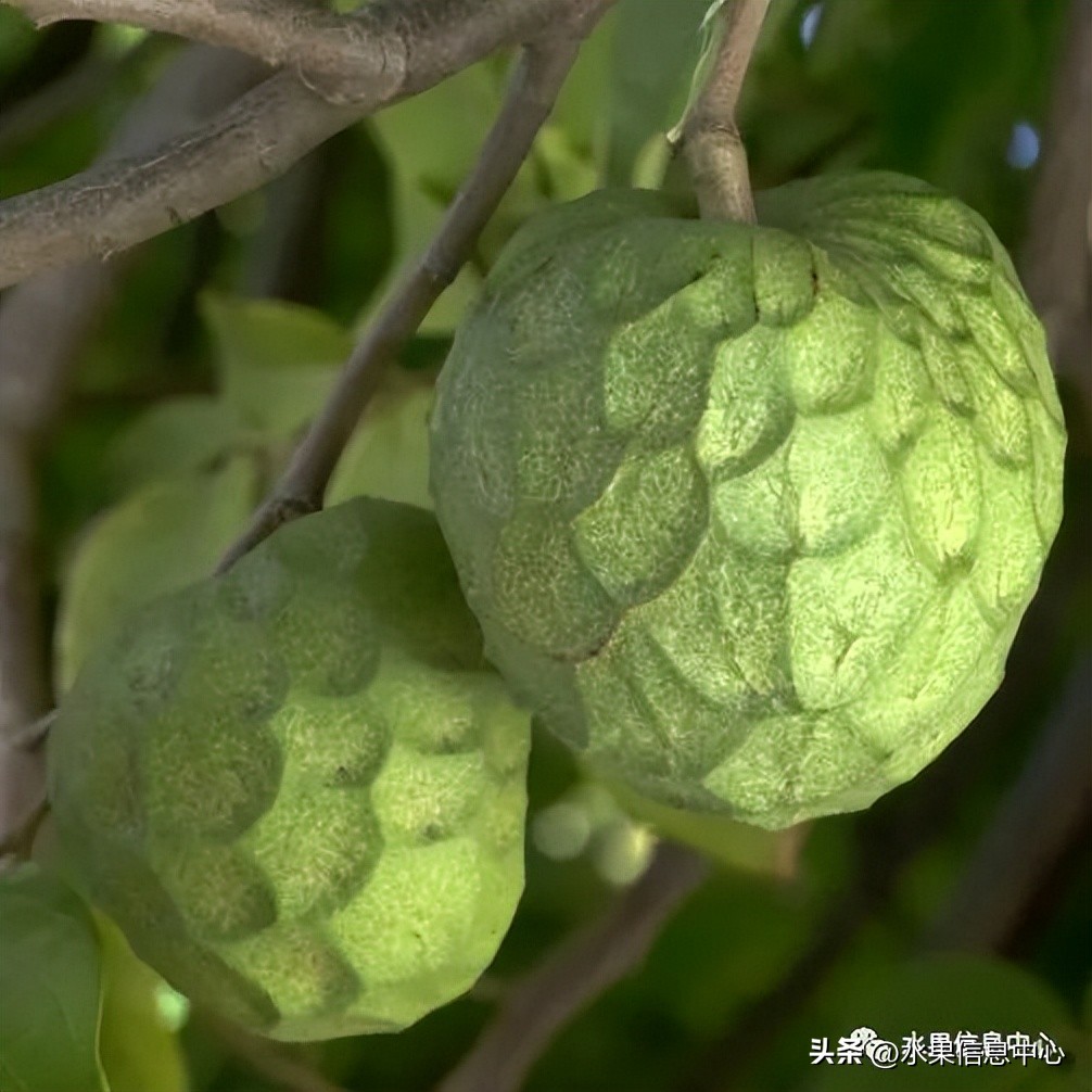 榴莲释迦又叫什么,释迦图片高清大图