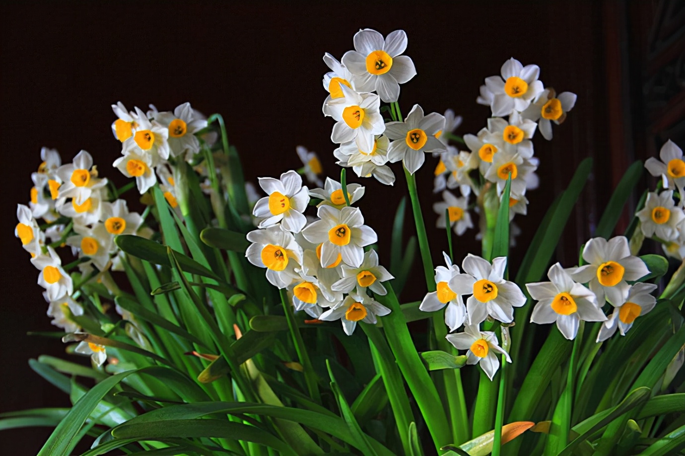 20种吉祥的花,20种年宵花高端又大气