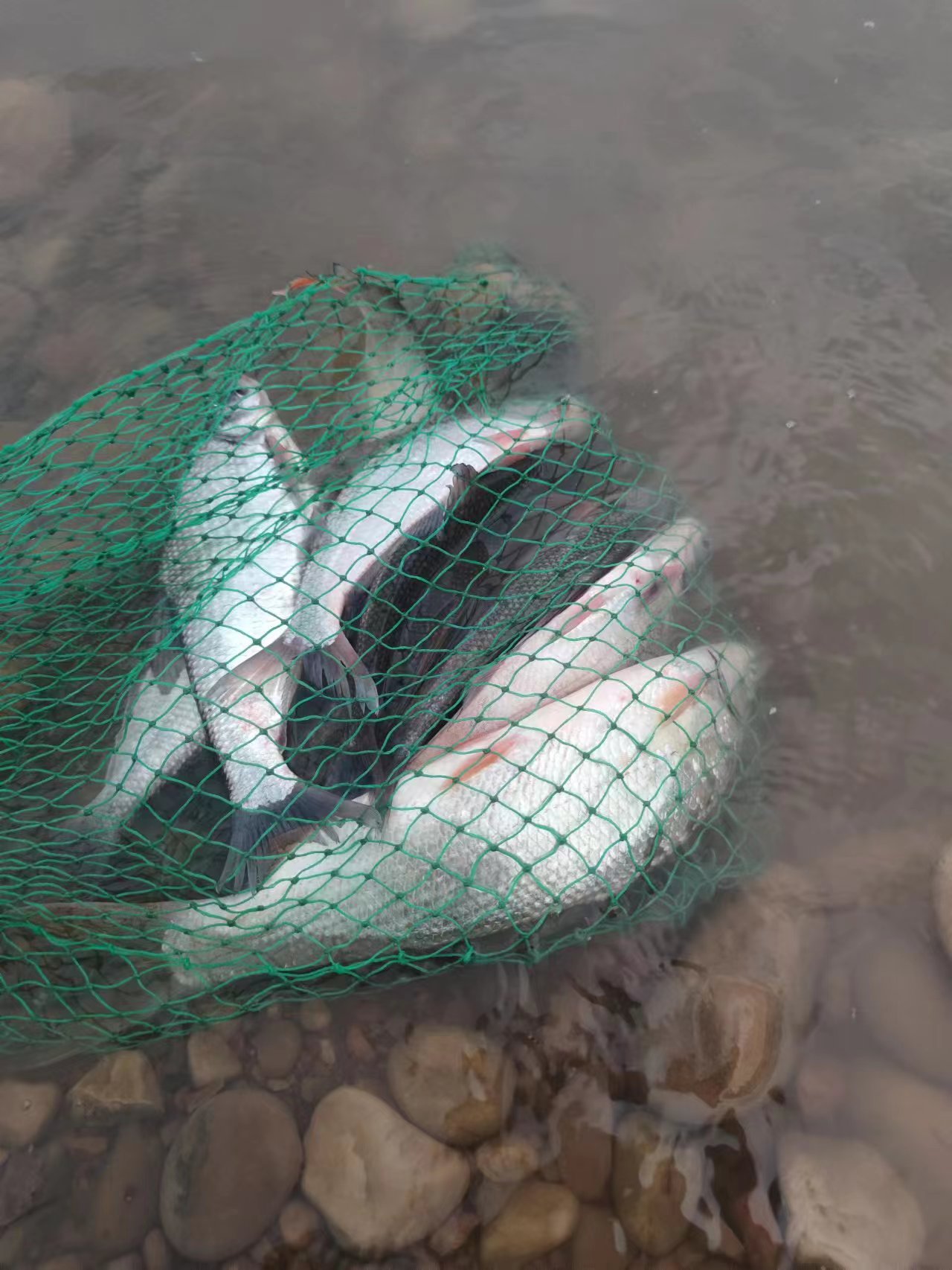 鱼有口钓不上来怎么解决,有口但是钓不上来鱼咋办