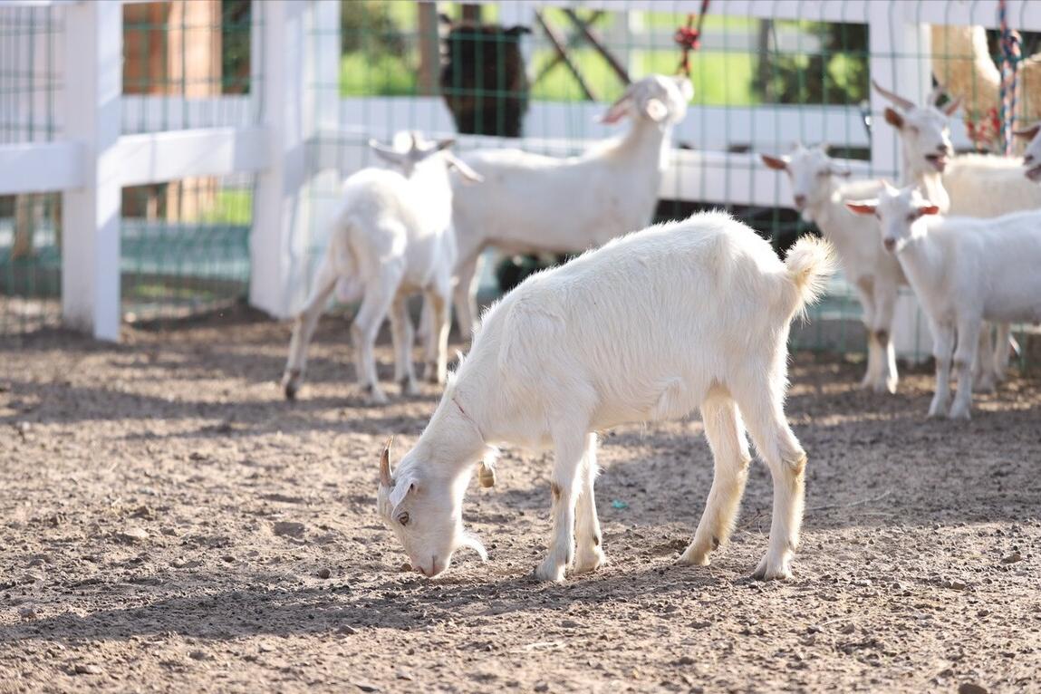 母羊不下奶喂什么最好,母羊产后没有奶用什么方法下奶快