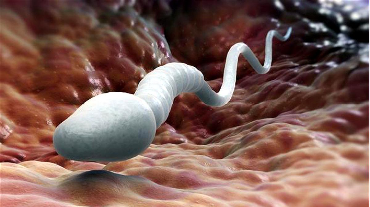 进入女性体内没“受精”成功的精子都怎样了？看完就明白了
