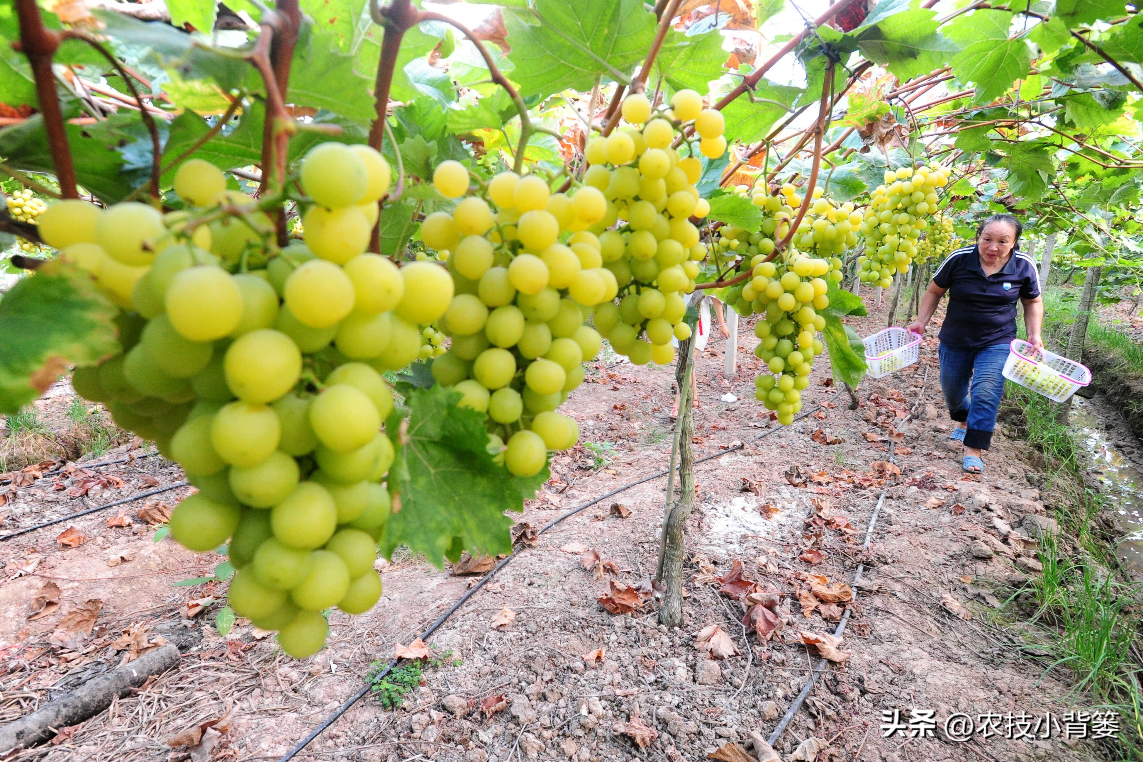 怎样解决葡萄大小不一的问题,解决葡萄发芽不整齐的问题
