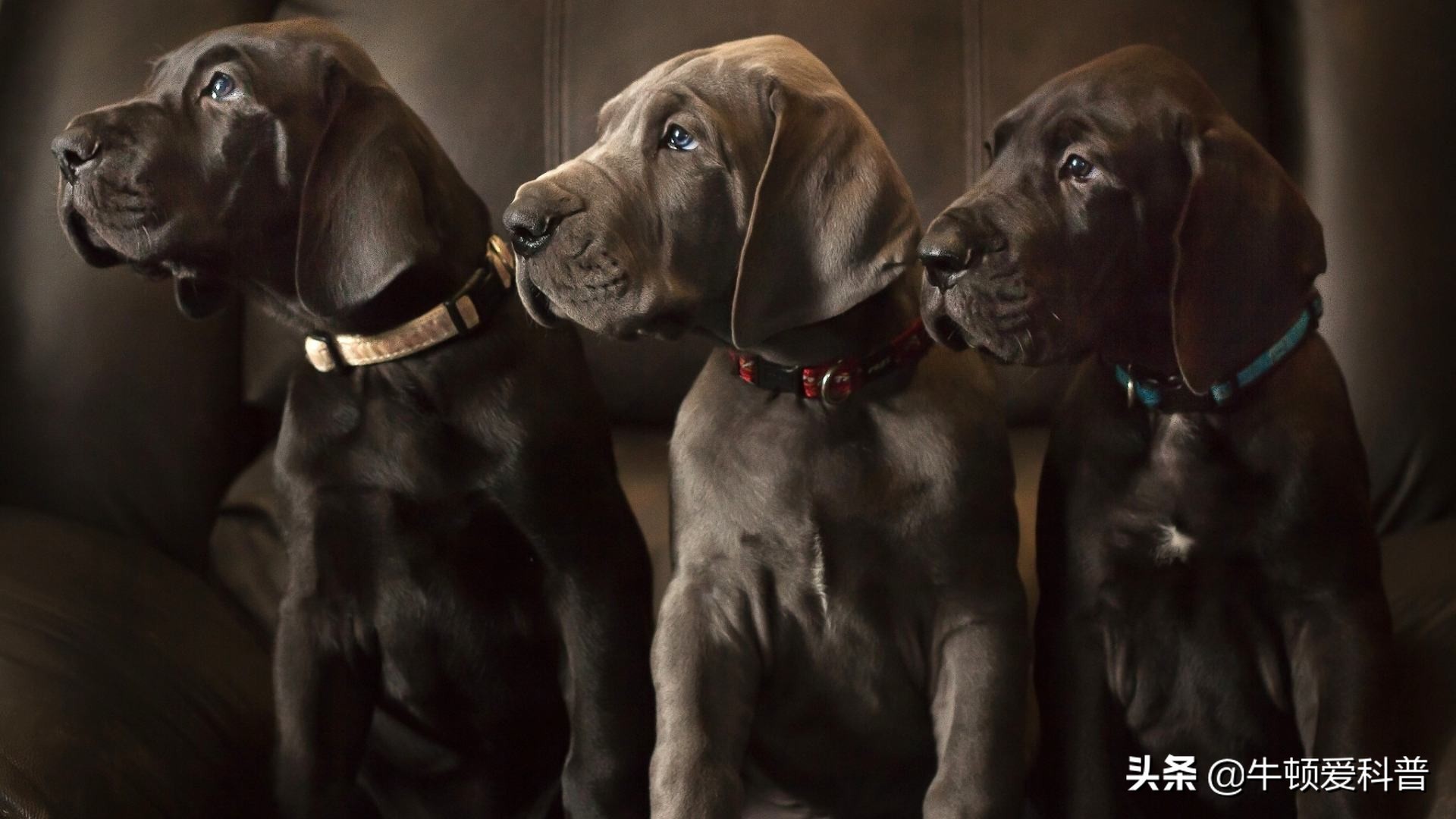 世界十大猛犬藏獒排第二名,世界上最大的藏獒巨獒图片