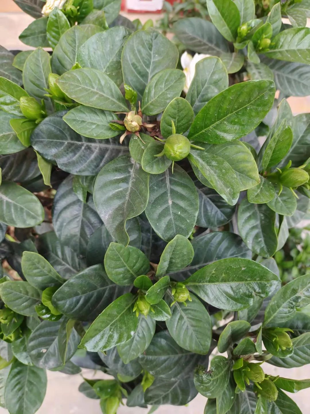 驱蚊竹柏买回来有土,驱蚊的植物真的有效吗