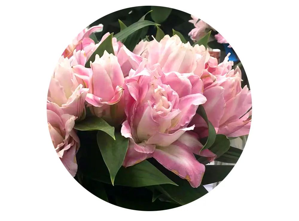 最美邂逅：百合博览园里美不胜收的名贵之花