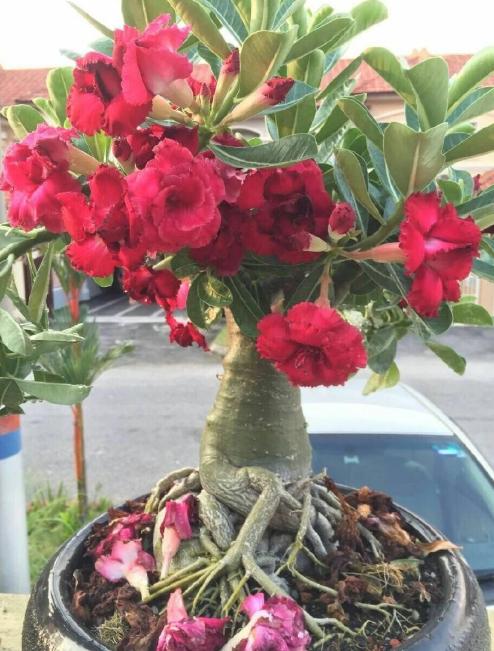 100种耐寒耐旱花卉,哪种花最耐旱不用浇水