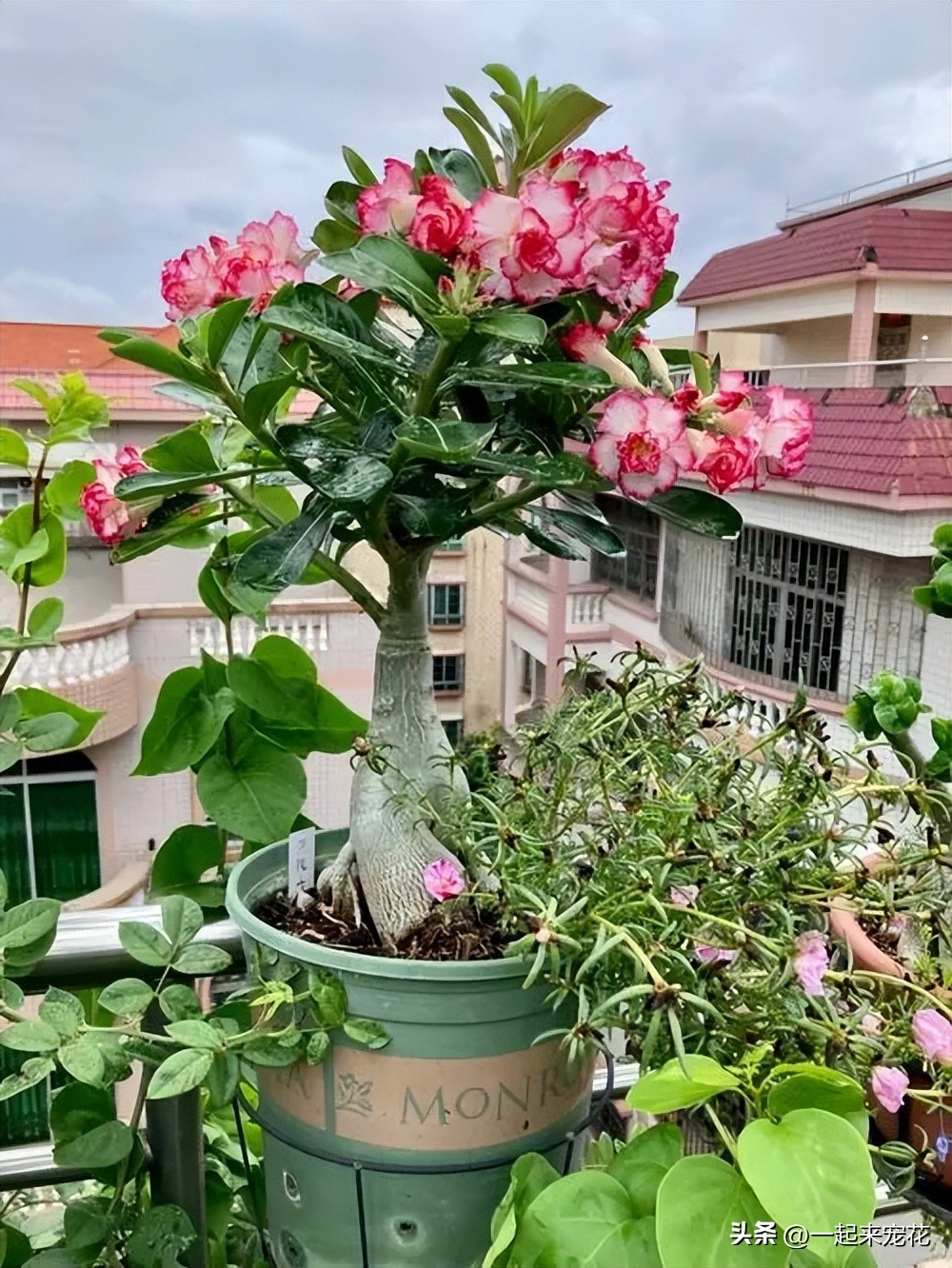 四季开花耐热耐寒爬墙最快的花,6月养5种花很省心