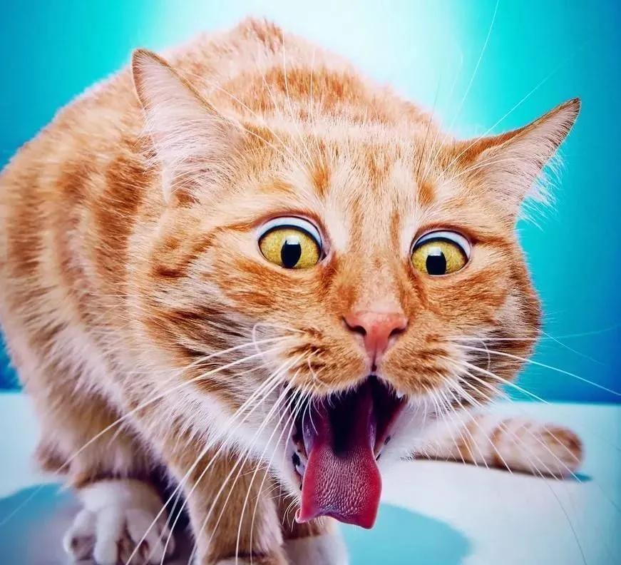 猫咪中毒了该怎么救,猫咪中毒怎么解救