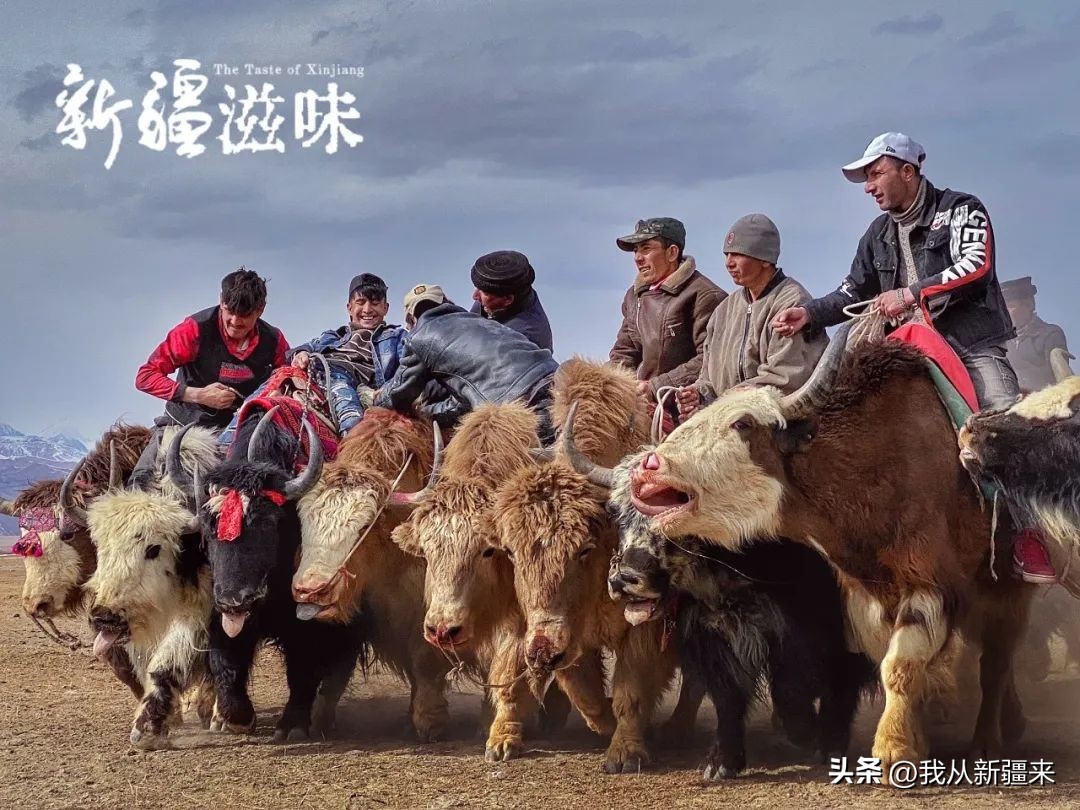 骑着牛叼羊的在*疆新**也就……