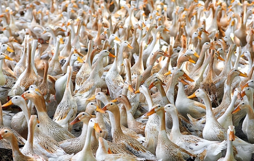 蛋鸭掉多久的毛才会产蛋,鸭掉蛋是什么原因