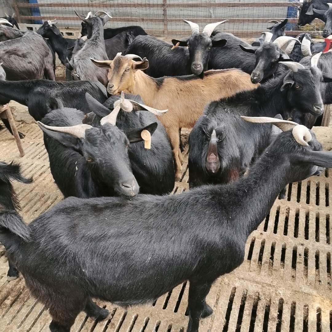黑山羊养殖技术和条件,养黑山羊的技术和养殖方法学习