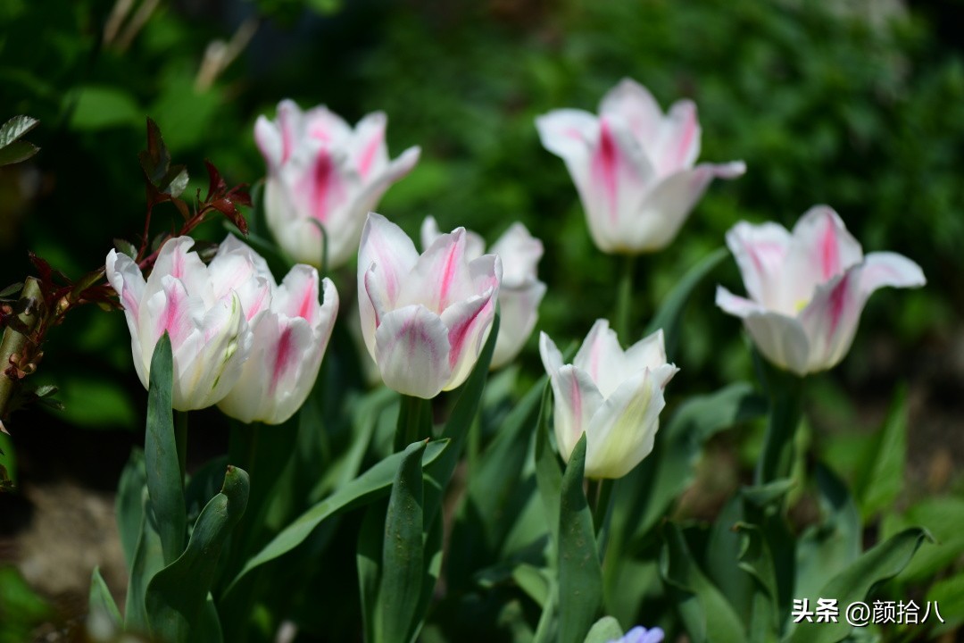 盘点今年河马花园里最美的几款郁金香|园丁