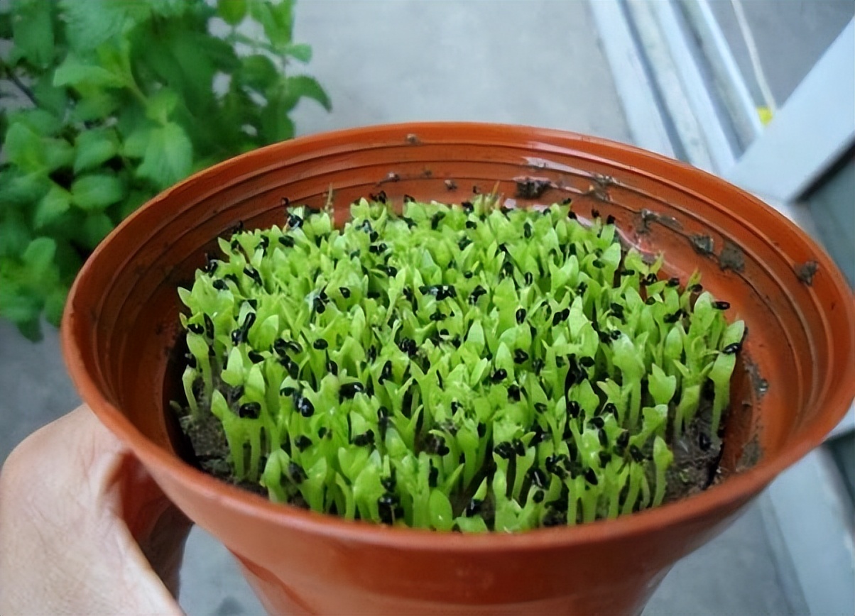 李子核埋在地下多久能发芽,吃剩的苹果核第二年种可以吗