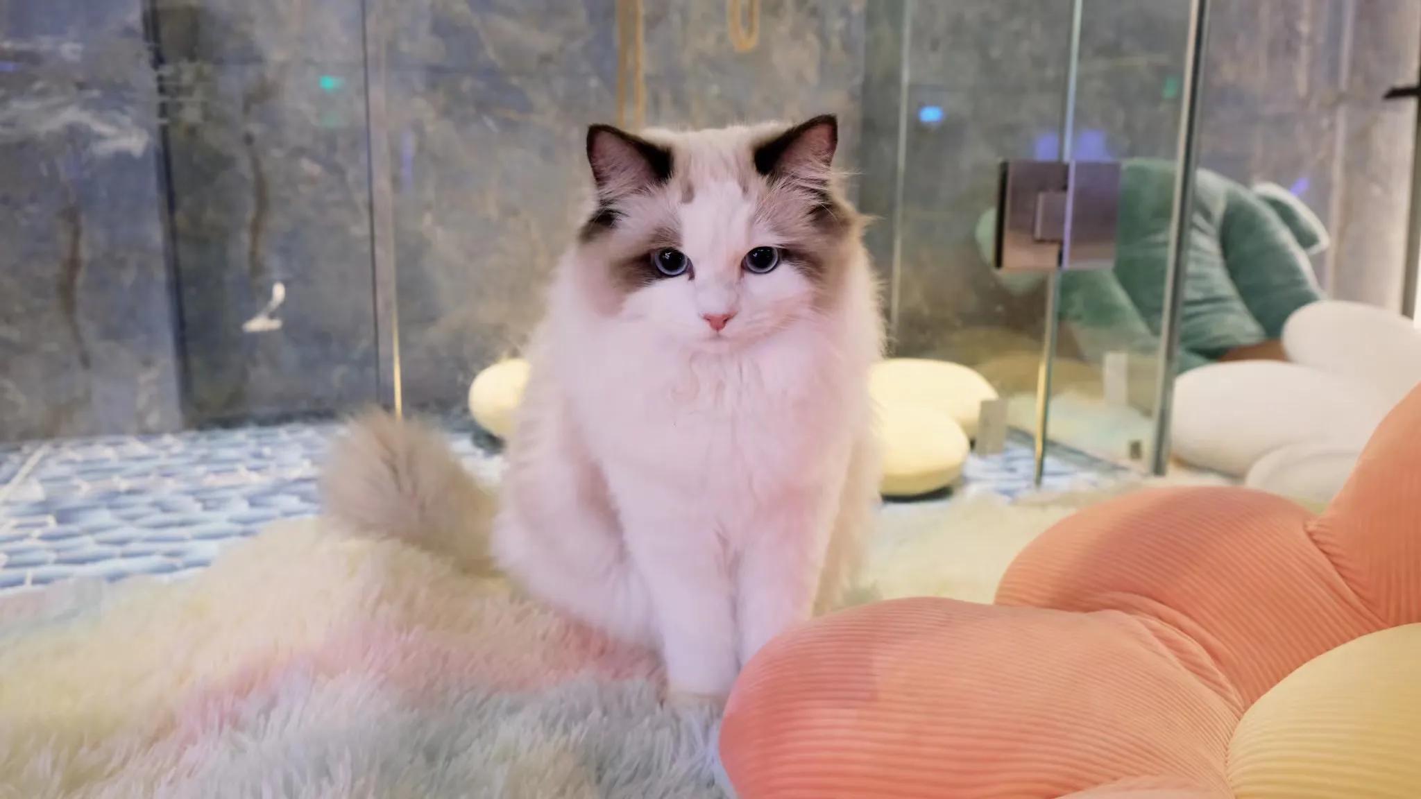 陶白白狮子座女,陶白白狮子座男生解析