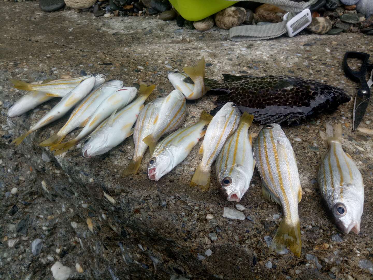 花莲海钓,花莲在哪里海钓