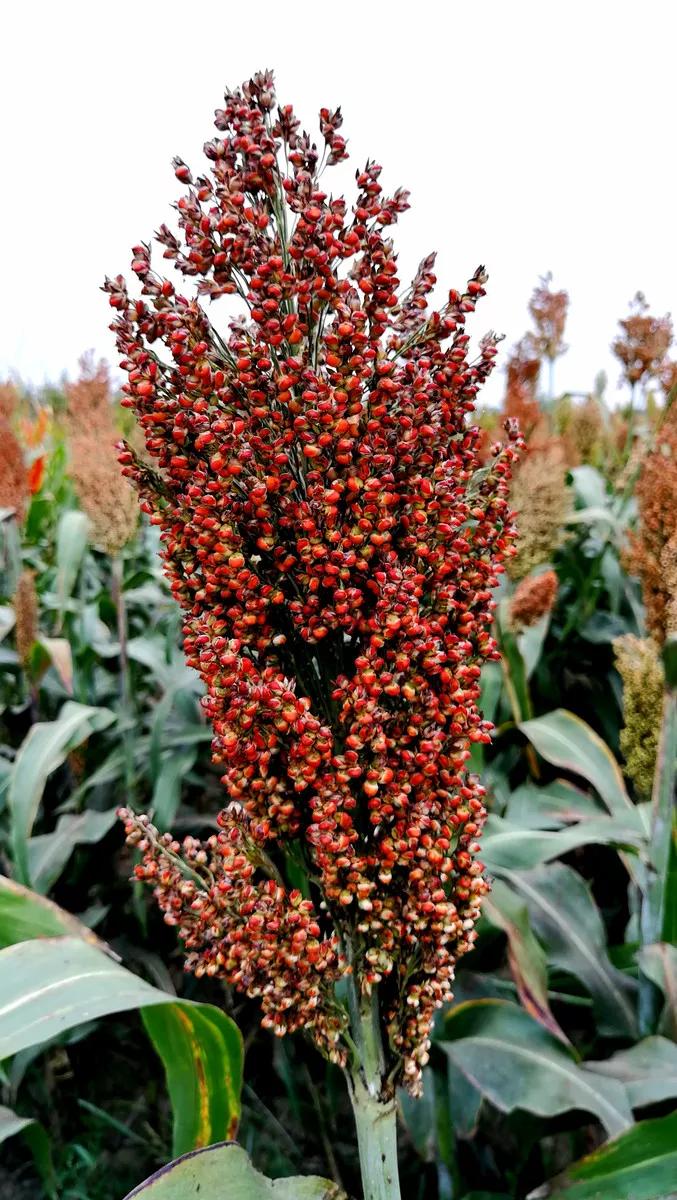 高粱种子图片大全,大片高粱成熟图片