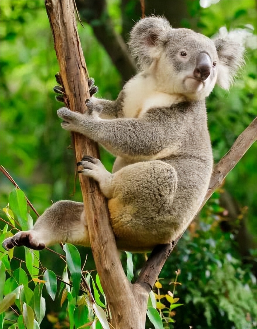 广州长隆熊猫酒店蝴蝶谷,广州长隆熊猫主题酒店五一