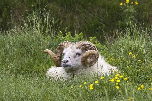 公羊顶羊怎么办,公羊特别厉害欺负别的羊怎么办