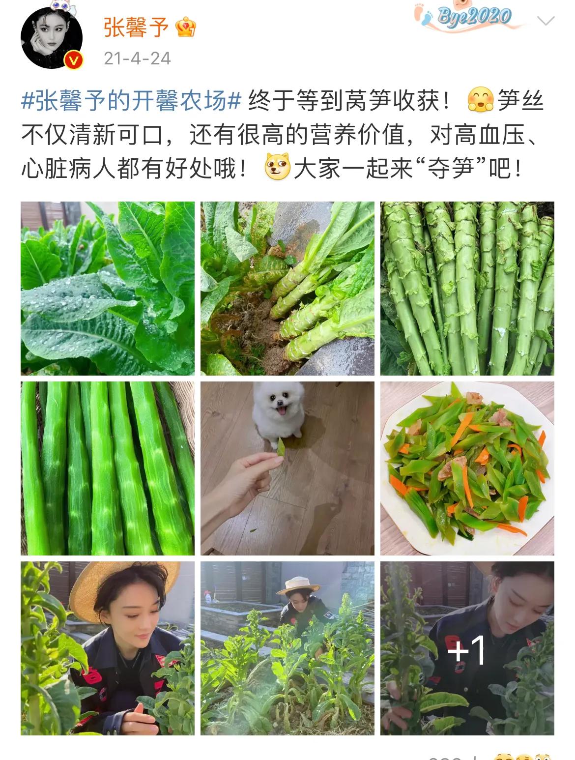 张馨予本人照片32岁,张馨予沉迷种菜