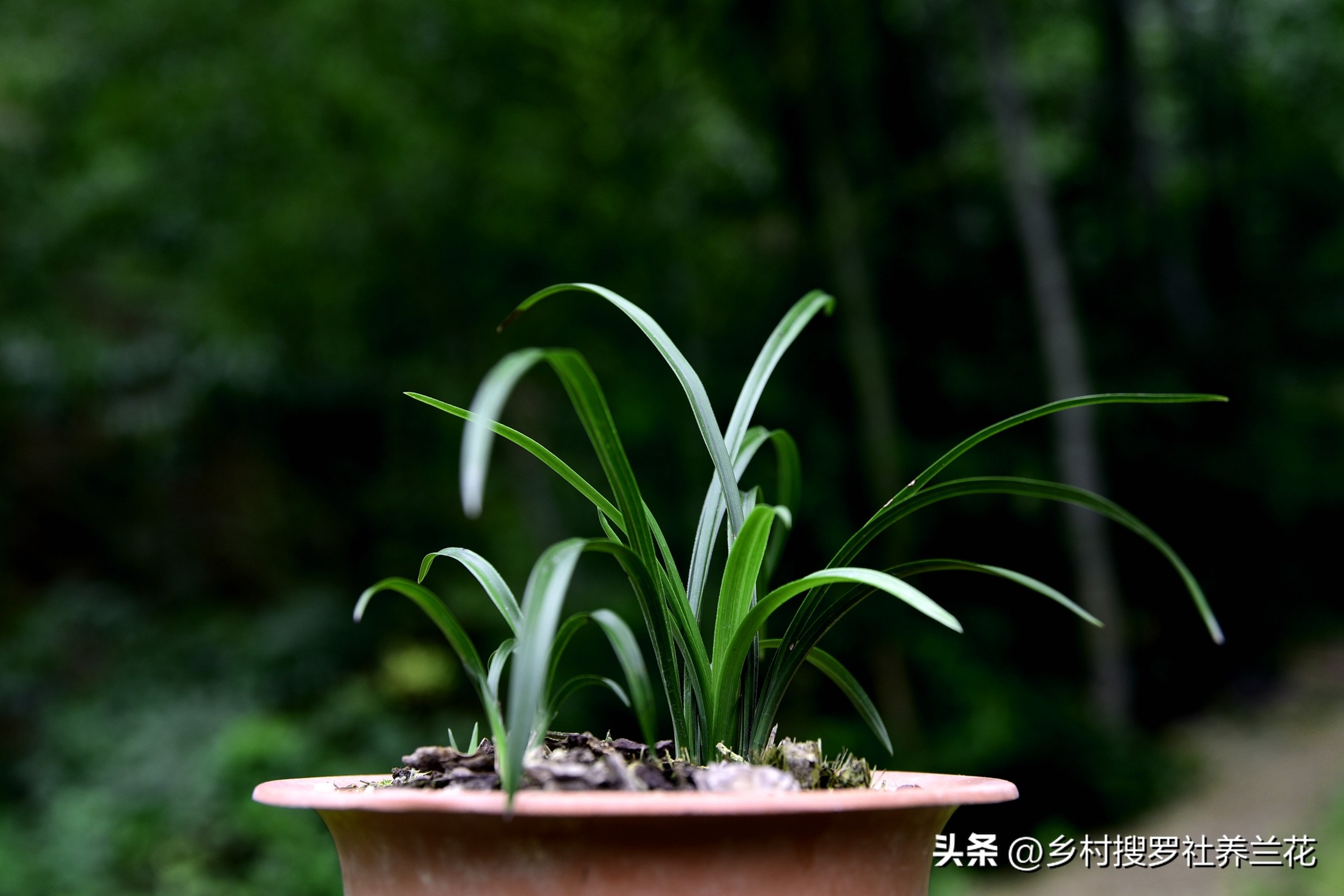 兰花的施肥方法和注意事项是什么,兰花专用土栽的兰花需要施肥吗