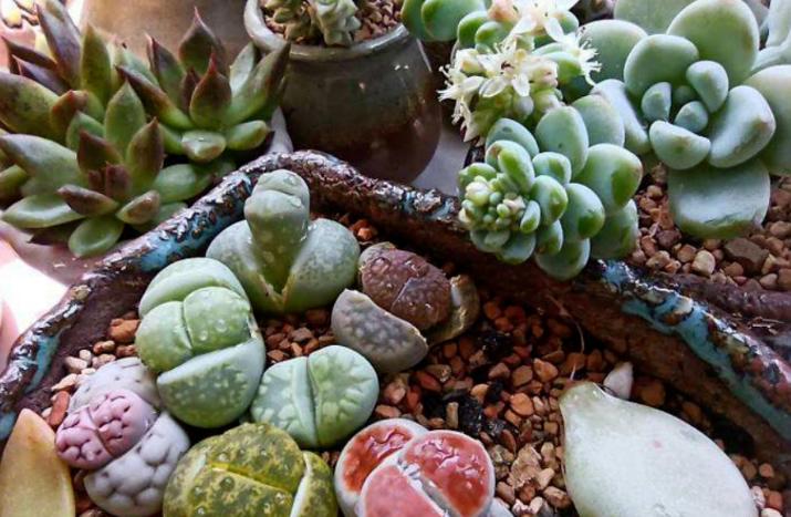 被奉为“顶配”的多肉石生花，光照片好看，入手就后悔，太丑