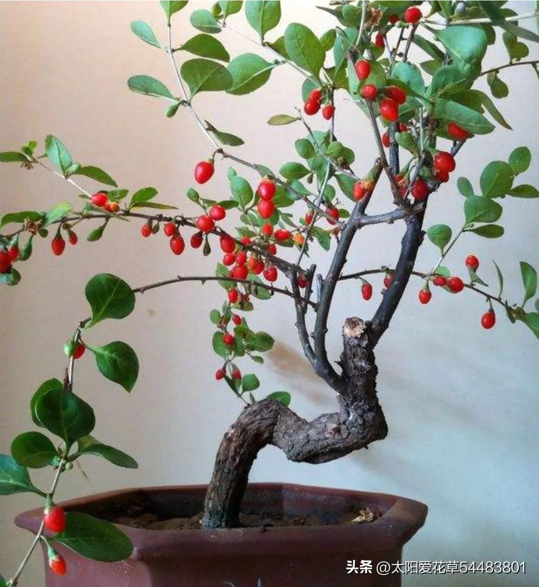 如何理解人养花一时花养人一生,家里养这10种花越养越健康