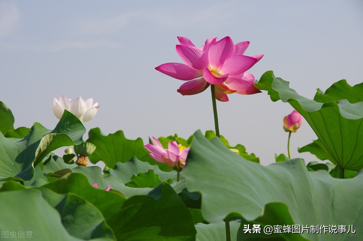 出淤泥而不染濯清涟而不妖深意,出淤泥而不染濯清涟而不妖相似词