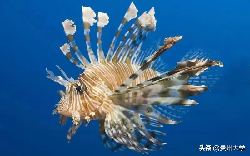 溪山课堂|贵大这些“宝藏课”你听说过吗？