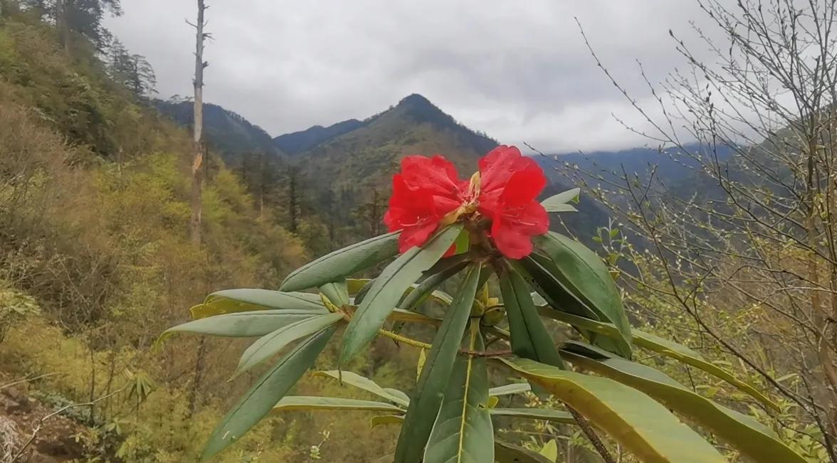 中国百慕大黑竹沟了解一下,中国百慕大黑竹沟近期气温