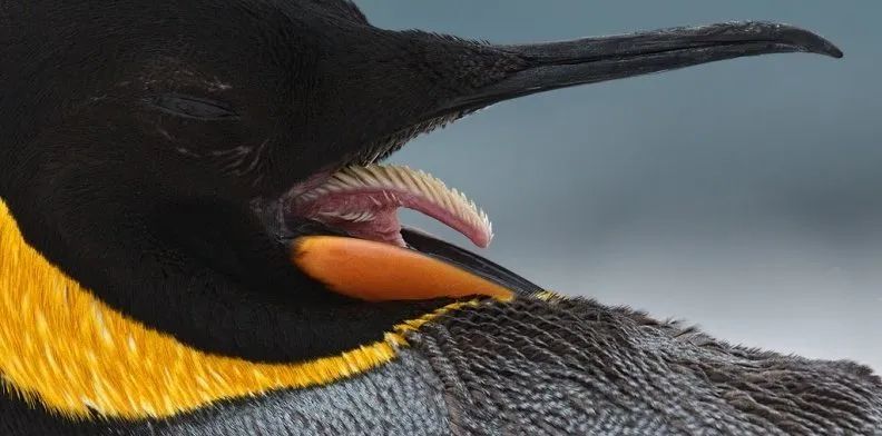 10张绝美站立姿图,20张让人涨知识的图片