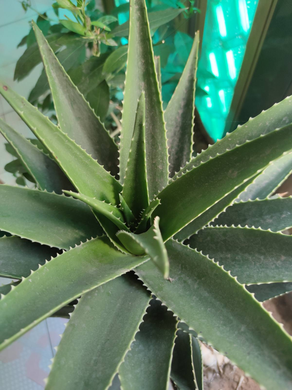 老人说三种花不吉利,这5种花适合老人养健康又长寿