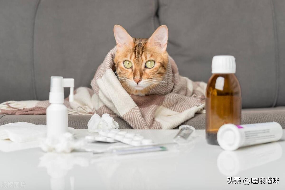 对猫咪过敏症状不严重可以养猫吗,对猫咪过敏有什么可以解决的嘛