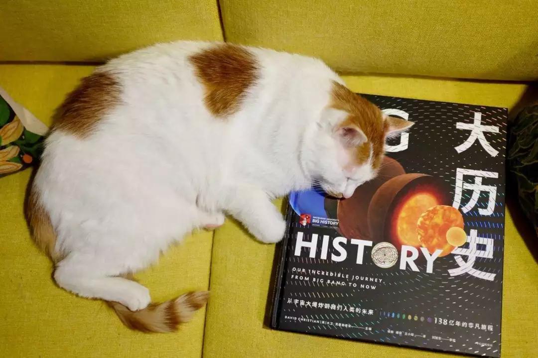 盘点那些成精听得懂人话的猫咪,猫咪成精了成功进化了