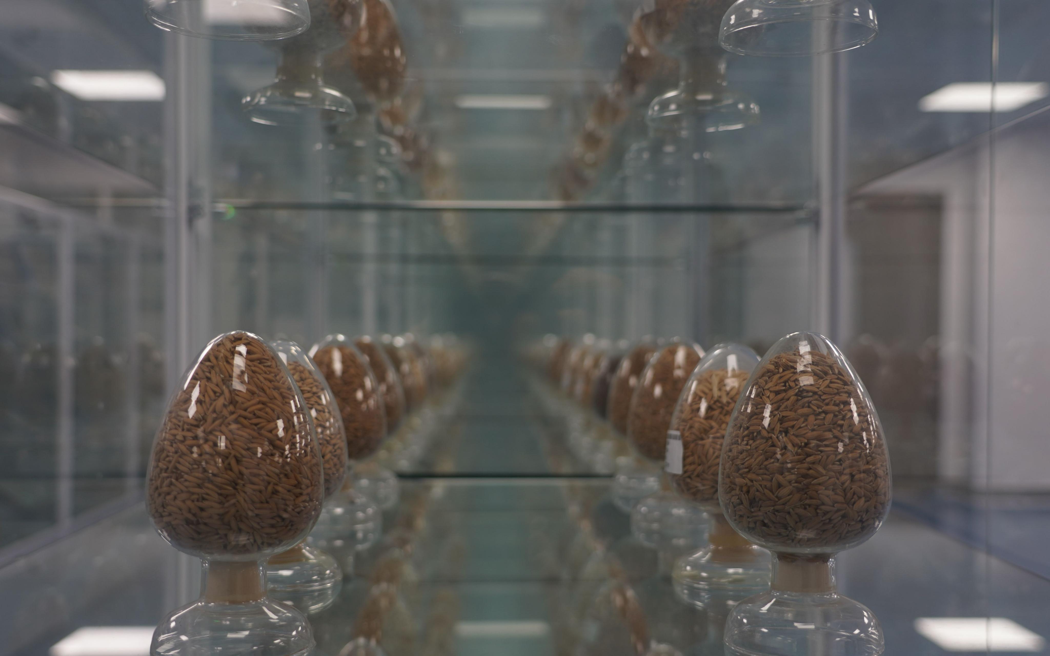 探访全球容量最大的作物“种子银行”种质库2.0是什么样的