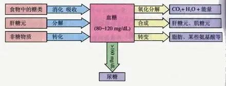 游泳体能差,游泳运动需要补充什么