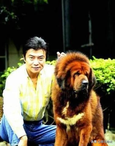 濒临灭绝藏獒,藏獒濒临灭绝