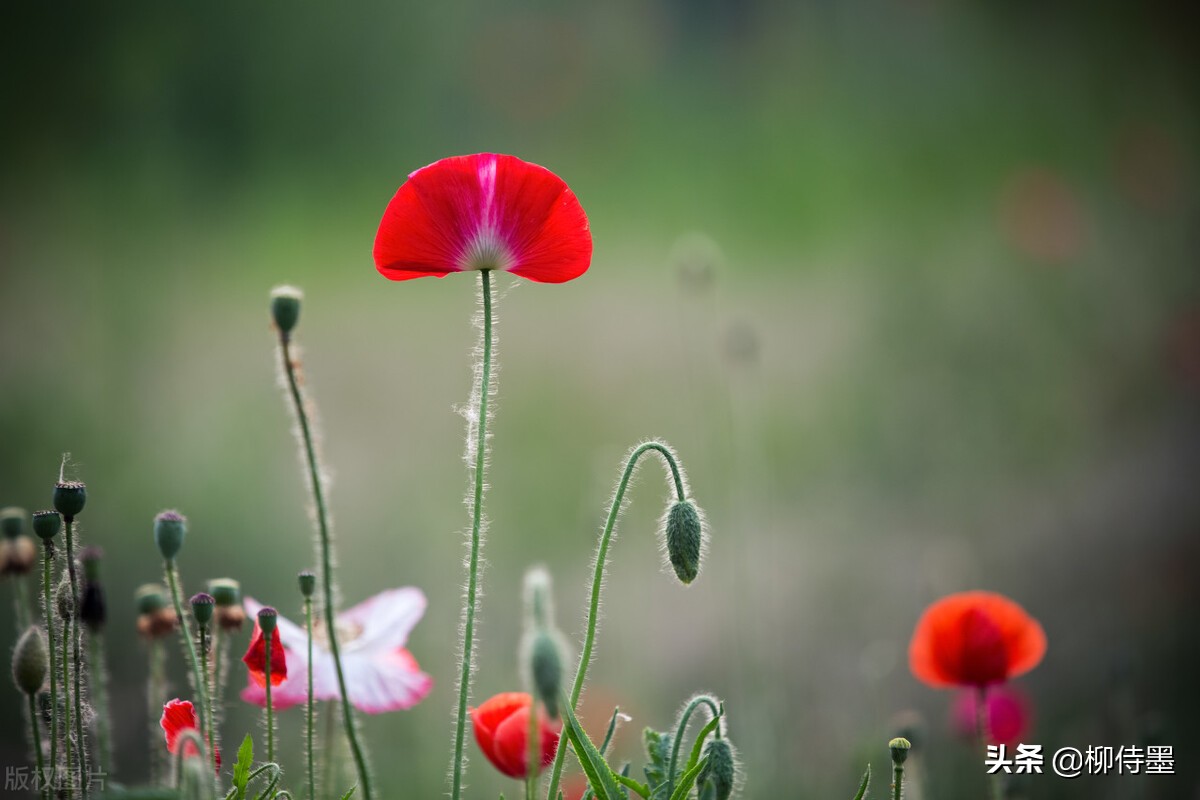 花朵唯美拍照,花朵如何拍摄唯美