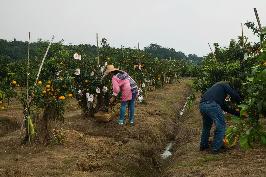 爱媛38号柑橘叶子小原因,爱媛38号柑橘是春梢结果吗