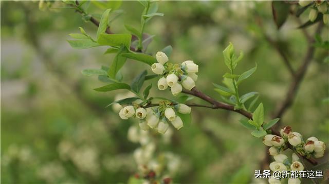 斑竹园板块怎么样,斑竹园最新活动轨迹