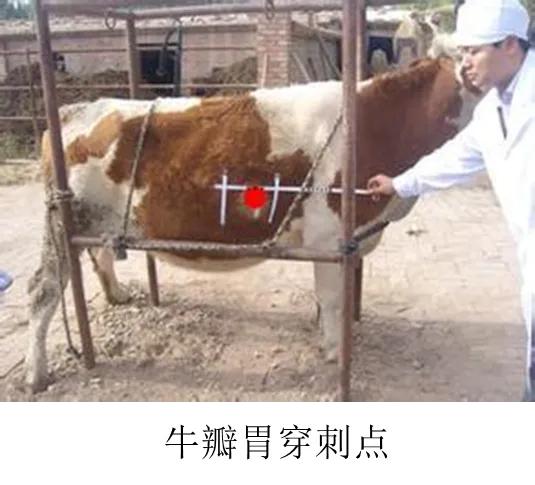 兽医临床诊断学名词解释,兽医临床诊断学教学视频