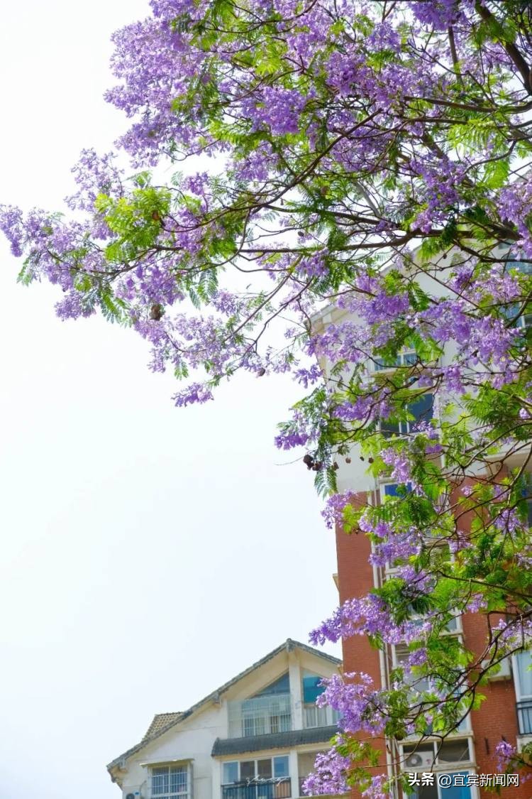 泸州蓝花楹打卡地,蓝花楹打卡点照片