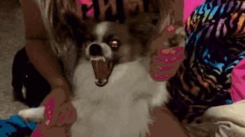 狗狗有这些特征可能得了狂犬病,狗狗有这5个信号可能是狂犬病