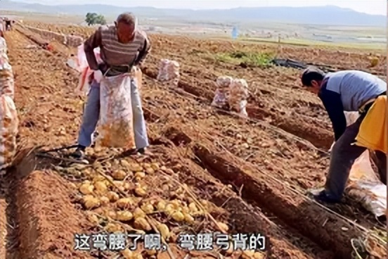 武川土豆装车,内蒙古武川土豆
