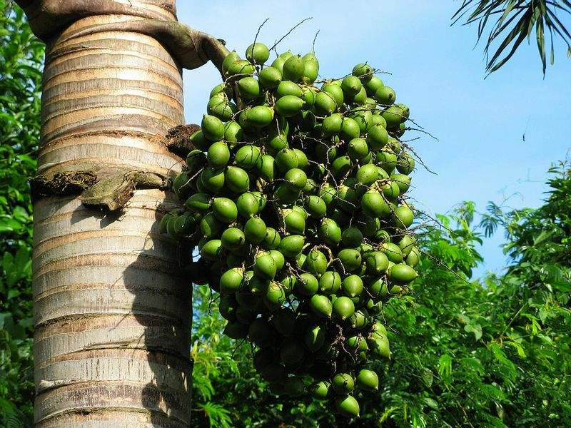 槟榔的危害的近年来数据,槟榔危害到底有多恐怖