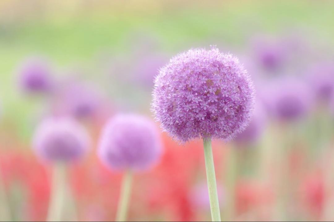 闀垮緱鍍忚冻鐞冧竴鏍风殑妞嶇墿,鍜岃冻鐞冩湁鍏崇殑妞嶇墿