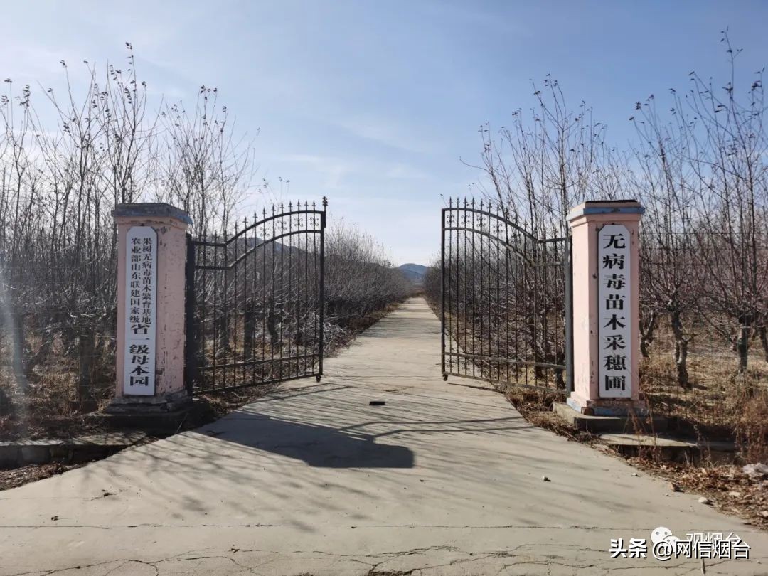 烟台农科院苹果苗品种,山东烟台苹果苗新品种