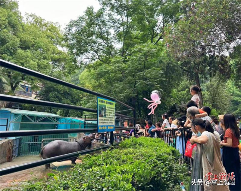 动物主题公园迷宫遛娃好去处,遛娃乐翻天