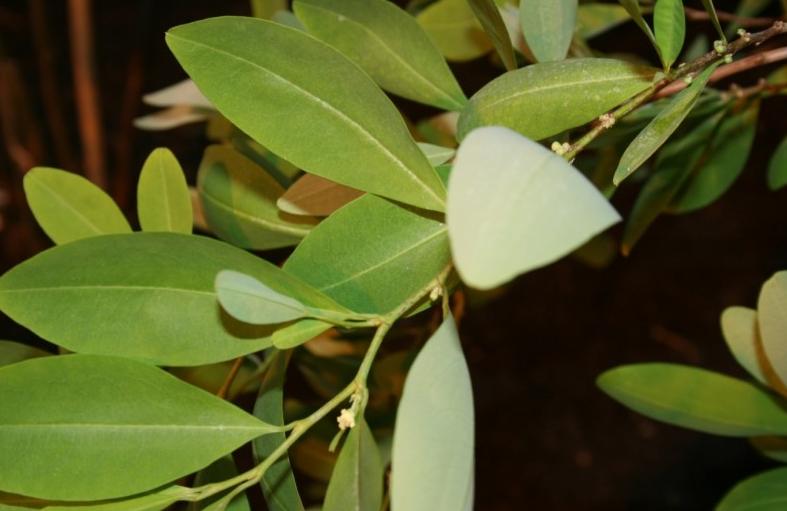 古柯树可以提取什么,在古柯树中提取的生物碱是什么