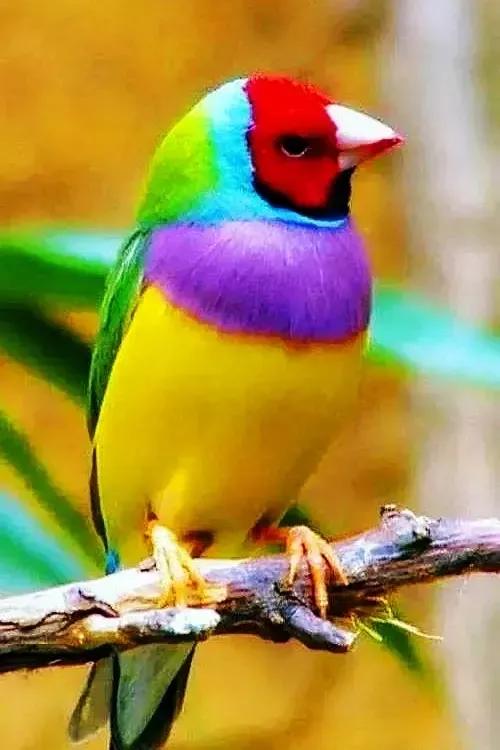 奇怪的小鸟视频,稀奇古怪的鸟